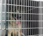 Small German Shepherd Dog