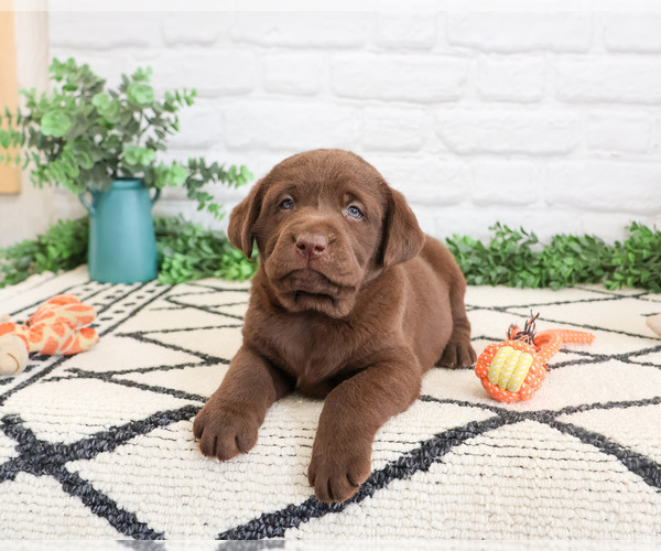 Medium Photo #5 Labrador Retriever Puppy For Sale in SYRACUSE, IN, USA
