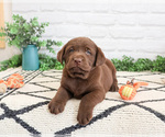 Small #4 Labrador Retriever