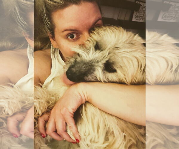 Medium Photo #2 Mutt Puppy For Sale in Sandy, UT, USA