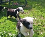 Small #2 Border Collie-Sheepadoodle Mix