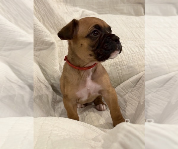 Medium Photo #10 Boxer Puppy For Sale in BRUSH CREEK, TN, USA