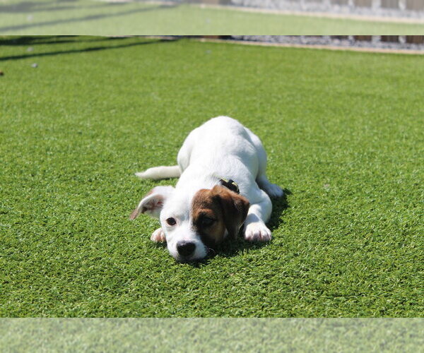 Medium Photo #3 Jack Russell Terrier-Unknown Mix Puppy For Sale in Chestertown, MD, USA