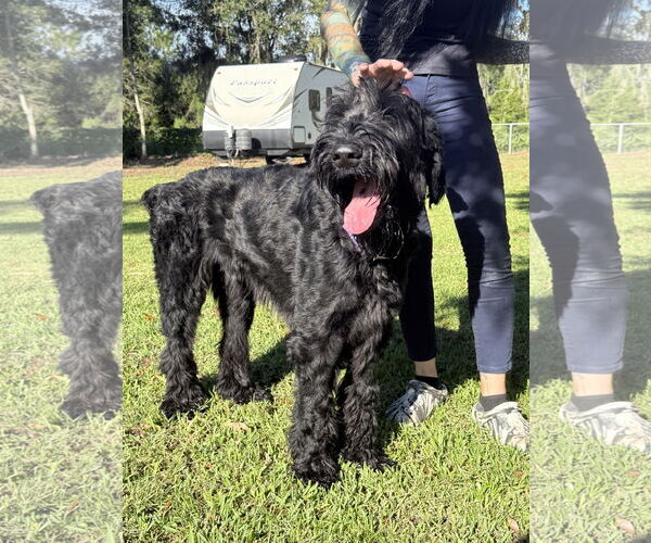 Medium Photo #2 Mutt Puppy For Sale in Valrico, FL, USA