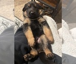 Puppy Barkely German Shepherd Dog