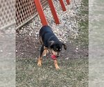 Small Photo #3 Rottweiler-Unknown Mix Puppy For Sale in Wheaton, IL, USA