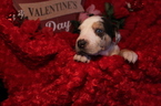 Small Photo #3 Catahoula Leopard Dog Puppy For Sale in OMAHA, NE, USA