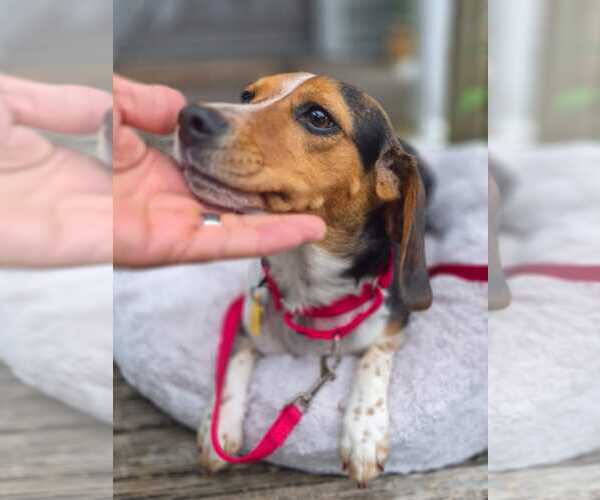 Medium Photo #5 Beagle Puppy For Sale in Dunnellon, FL, USA