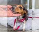 Small #4 Beagle