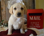 Small Photo #6 Labrador Retriever Puppy For Sale in HONEY BROOK, PA, USA