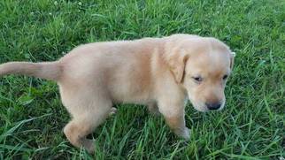 Labrador Retriever Puppy for sale in NEW ALEXANDRIA, PA, USA