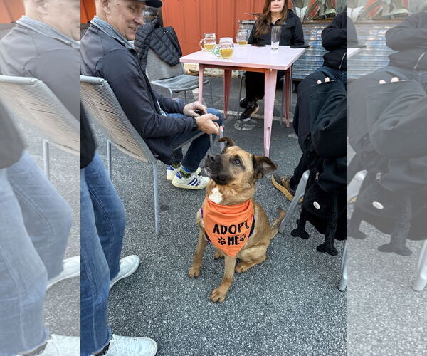Medium Photo #3 Black Mouth Cur-Labrador Retriever Mix Puppy For Sale in Decatur, GA, USA