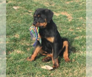 Rottweiler Puppy for sale in HARRISBURG, PA, USA