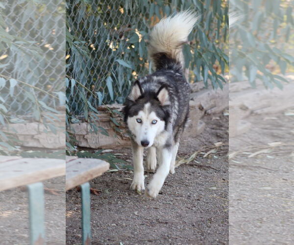 Medium Photo #2 - Mix Puppy For Sale in El Centro, CA, USA