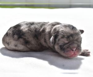 Medium Pug