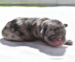 Small Pug