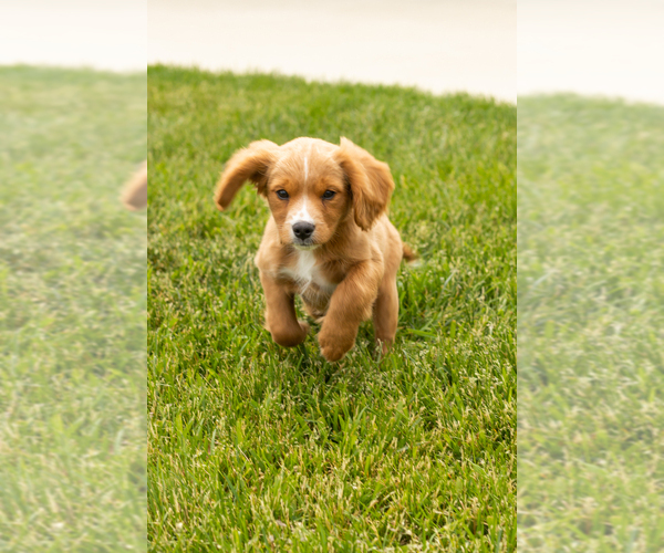 Medium Photo #20 Golden Cavadoodle Puppy For Sale in MILLERSBURG, IN, USA