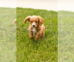 Small Photo #20 Golden Cavadoodle Puppy For Sale in MILLERSBURG, IN, USA