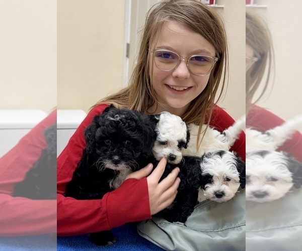 Medium Photo #10 Goldendoodle (Miniature) Puppy For Sale in HALTOM CITY, TX, USA