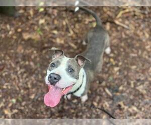 American Pit Bull Terrier Dogs for adoption in Charlotte, NC, USA