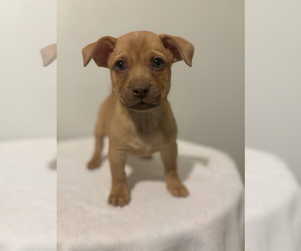 Medium Photo #2 Chihuahua-Unknown Mix Puppy For Sale in Studio City, CA, USA