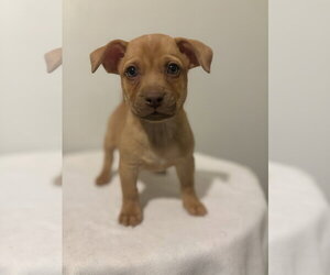 Wynn #5795 - Male Chihuahua-Unknown Mix Dog for Adoption - Photo #2