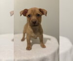 Small Photo #2 Chihuahua-Unknown Mix Puppy For Sale in Studio City, CA, USA