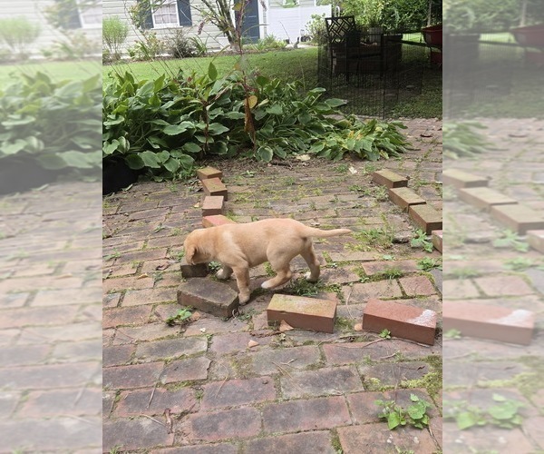 Medium Photo #3 Labrador Retriever Puppy For Sale in ELIZABETH CITY, NC, USA