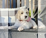 Small Photo #4 Labradoodle Puppy For Sale in TAHLEQUAH, OK, USA