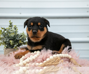 Medium Rottweiler
