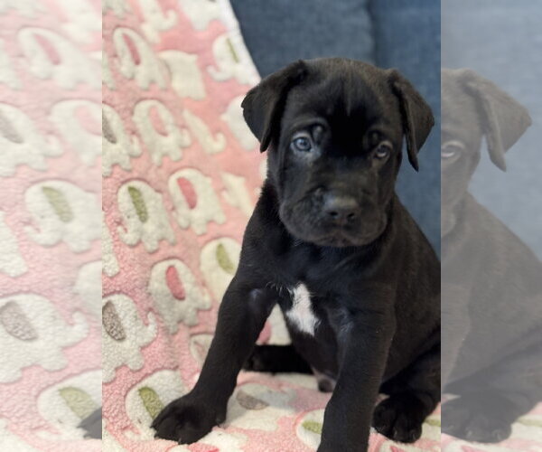 Medium Photo #4 Labrador Retriever-Unknown Mix Puppy For Sale in San Diego, CA, USA