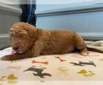 Small Photo #34 Goldendoodle Puppy For Sale in NORTH SCITUATE, RI, USA