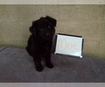 Small #6 German Shepherd Dog