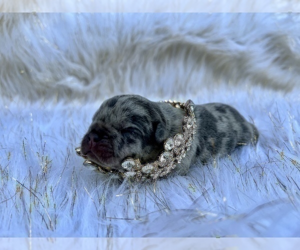 Medium Photo #50 French Bulldog Puppy For Sale in HAYWARD, CA, USA