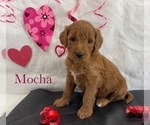 Puppy MOCHARESERVED Goldendoodle
