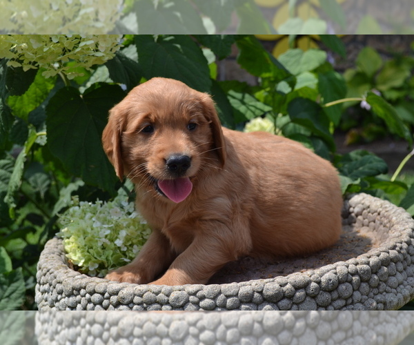 Medium Photo #2 Golden Retriever Puppy For Sale in GREENWOOD, WI, USA