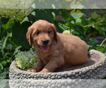 Small Photo #25 Golden Retriever Puppy For Sale in GREENWOOD, WI, USA
