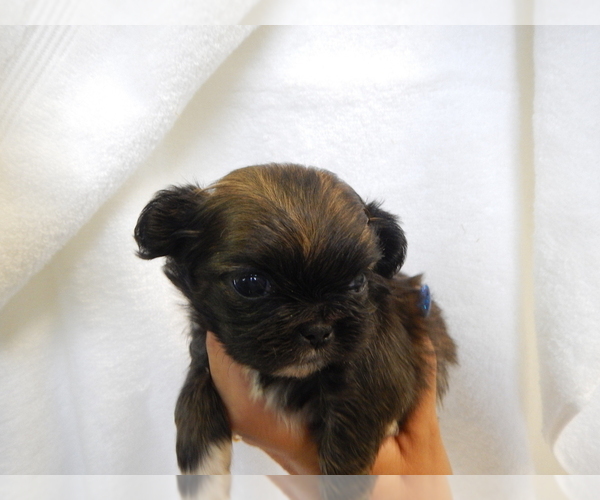 Medium Photo #2 Pekingese Puppy For Sale in CENTRAL POINT, OR, USA