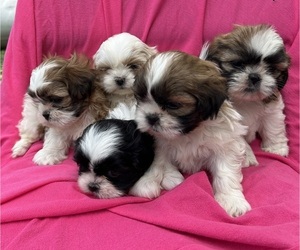 Shih Tzu Puppy for sale in HERNDON, KY, USA