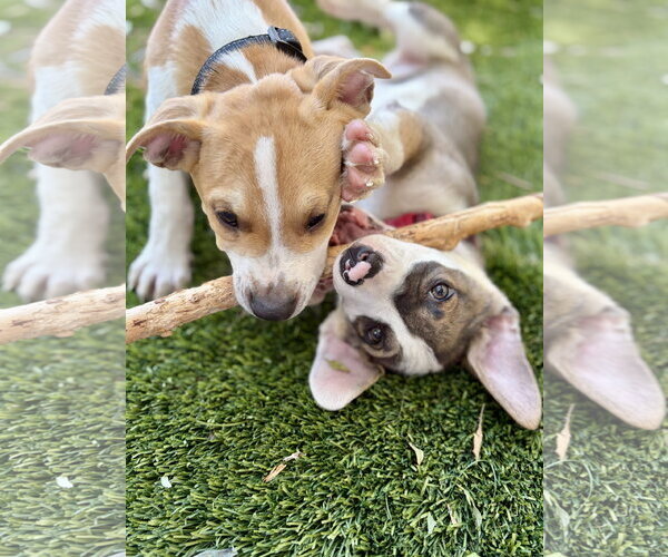 Medium Photo #5 American Pit Bull Terrier-Unknown Mix Puppy For Sale in Sandy, UT, USA