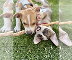 Small #4 American Pit Bull Terrier Mix
