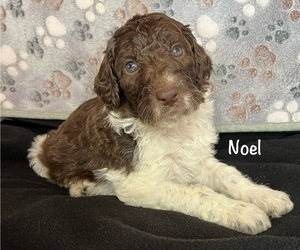 Aussiedoodle Puppy for sale in KINGS MOUNTAIN, NC, USA
