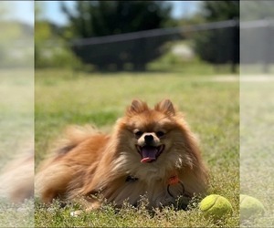Father of the Pomeranian puppies born on 06/20/2026