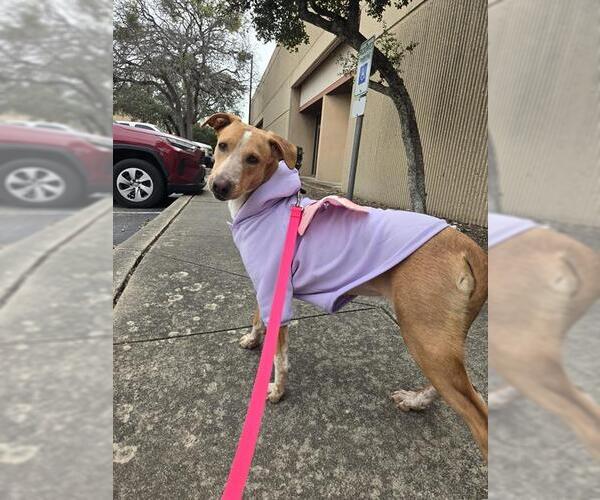 Medium Photo #2 Mutt Puppy For Sale in San Antonio, TX, USA