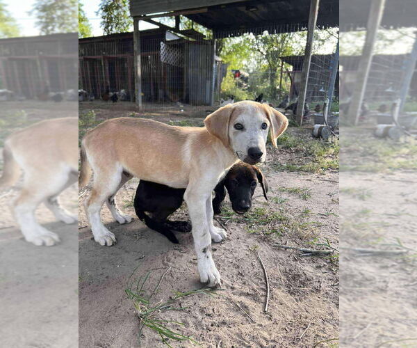 Medium Photo #3 Great Dane-Unknown Mix Puppy For Sale in Bullard, TX, USA