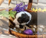 Small Photo #6 Miniature Australian Shepherd Puppy For Sale in WILLIS, VA, USA