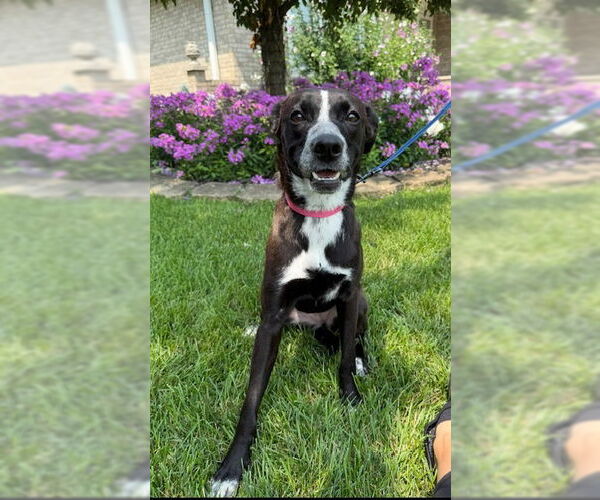 Medium Photo #1 Border Collie-Unknown Mix Puppy For Sale in Plainfield, IL, USA
