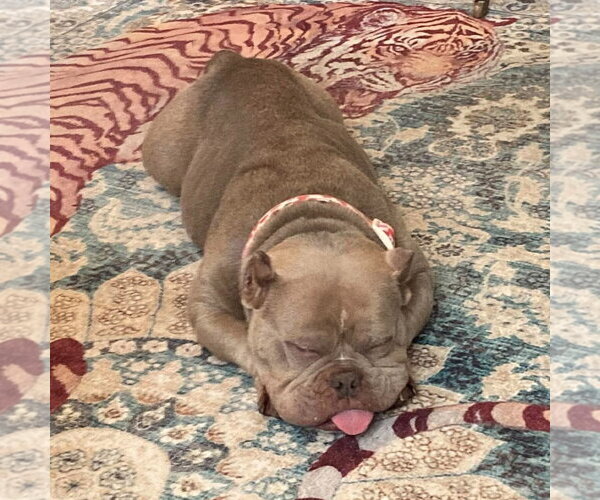 Medium Photo #3 French Bulldog-Unknown Mix Puppy For Sale in Spring Lake, NC, USA