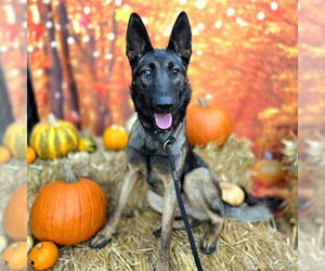 Mutt Dogs for adoption in Long Beach, CA, USA