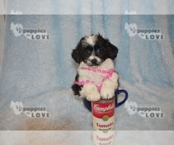 Medium Photo #2 Aussiedoodle-Poodle (Toy) Mix Puppy For Sale in SANGER, TX, USA